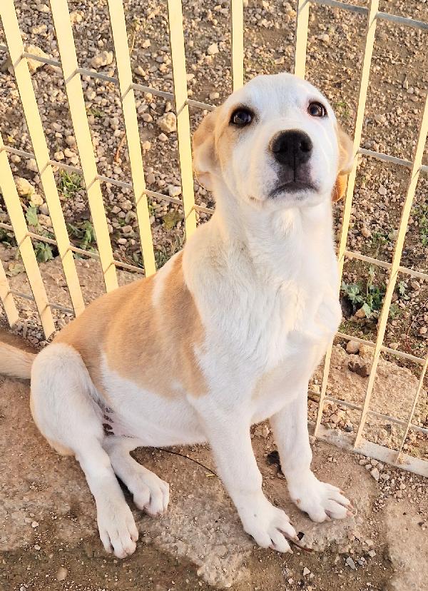 GRETA DEVE USCIRE DAL CANILE.ADOTTABILE IN TUTTA ITALIA! Foto 7