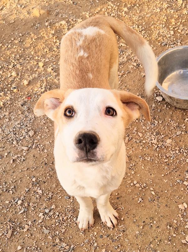 GRETA DEVE USCIRE DAL CANILE.ADOTTABILE IN TUTTA ITALIA! Foto 8