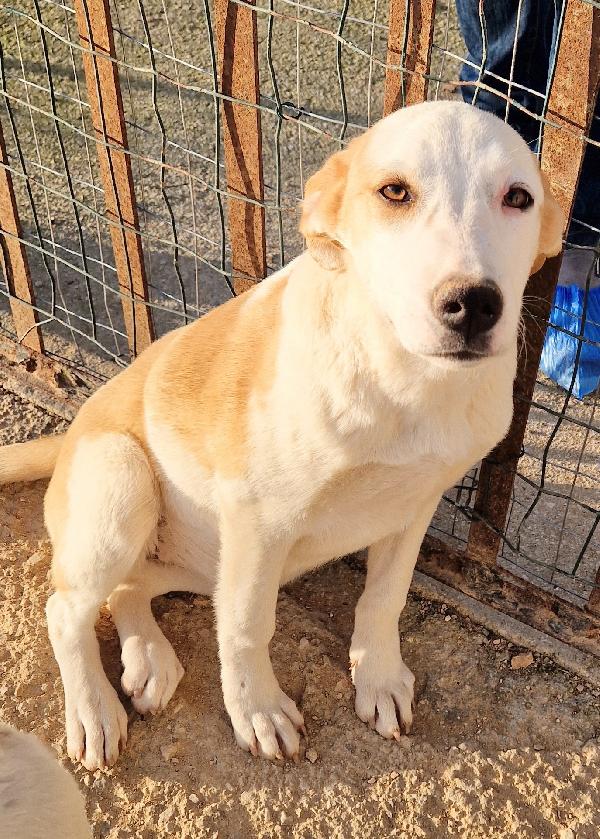 GRETA DEVE USCIRE DAL CANILE.ADOTTABILE IN TUTTA ITALIA! Foto 9