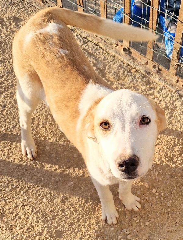 GRETA DEVE USCIRE DAL CANILE.ADOTTABILE IN TUTTA ITALIA! Foto 10