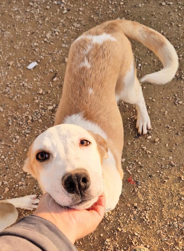 GRETA DEVE USCIRE DAL CANILE.ADOTTABILE IN TUTTA ITALIA! Foto 11