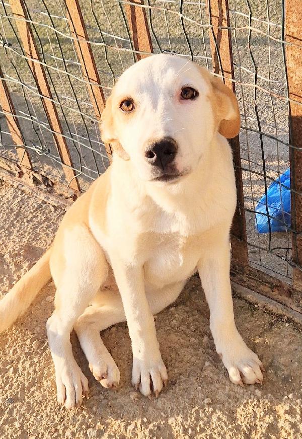 GRETA DEVE USCIRE DAL CANILE.ADOTTABILE IN TUTTA ITALIA! Foto 12