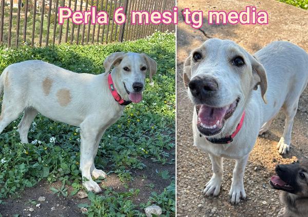 TANTI TROVATELLI DAI DUE MESI Foto 3