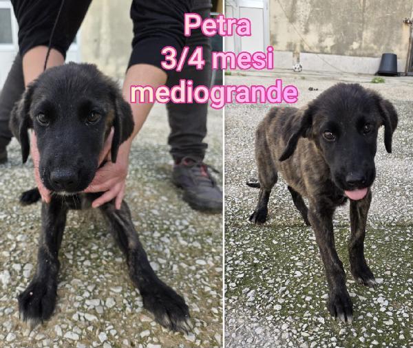 TANTI TROVATELLI DAI DUE MESI Foto 4