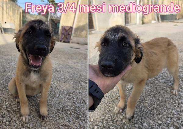 TANTI TROVATELLI DAI DUE MESI Foto 5