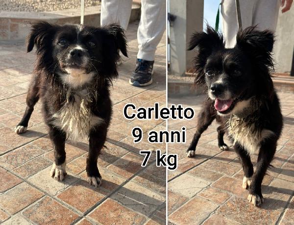 TANTI CANI DI TAGLIA PICCOLA. Foto 2