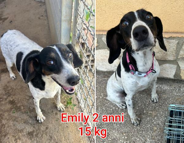 TANTI CANI DI TAGLIA PICCOLA. Foto 5