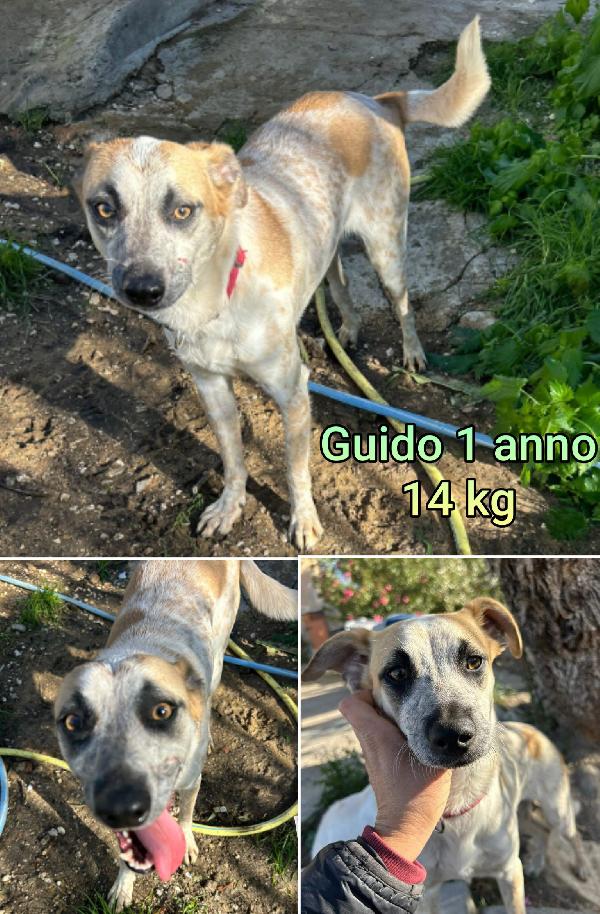 TANTI CANI DI TAGLIA PICCOLA. Foto 7
