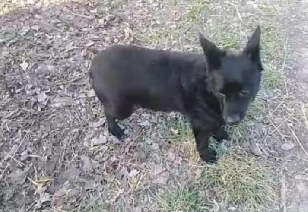 Nero 6anni tg piccola aspetta da tanto OVADA Foto 4