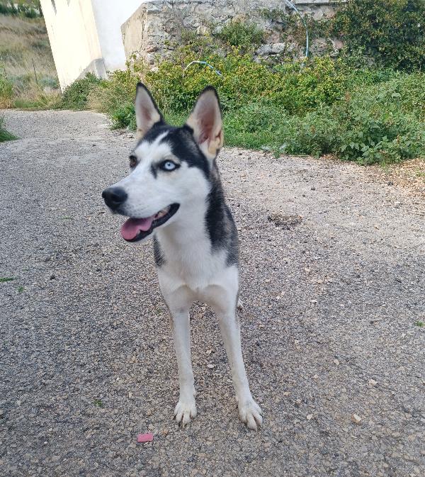 Cucciolotta Adorabile