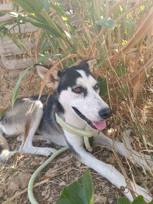 Cucciolotta adorabile Foto 2