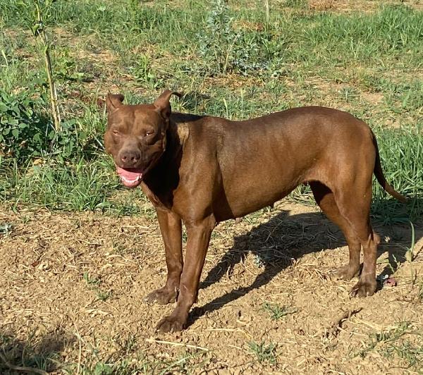 Zena Pitbull Red Nose Giovane In Box Tristissima.cosenza