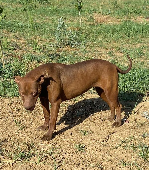 Zena Pitbull Red Nose giovane in box tristissima.COSENZA Foto 2