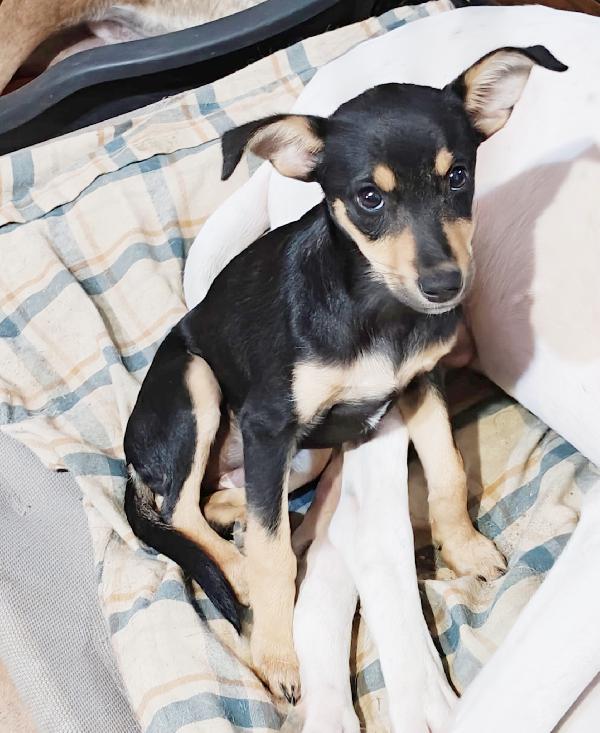 Gaia Cucciola Incantevole