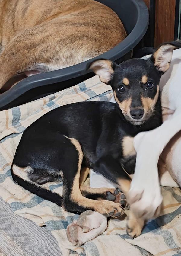 Gaia cucciola incantevole Foto 2