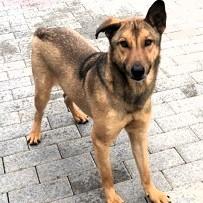 ULISSE LUPETTO Foto 5