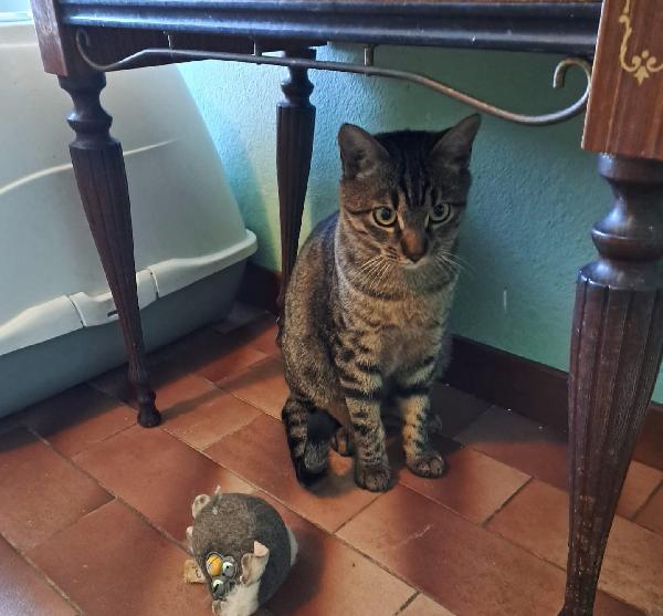 GRACE e KEVIN, teneri gattini in adozione! Foto 3