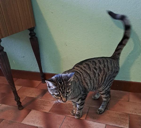 GRACE e KEVIN, teneri gattini in adozione! Foto 5