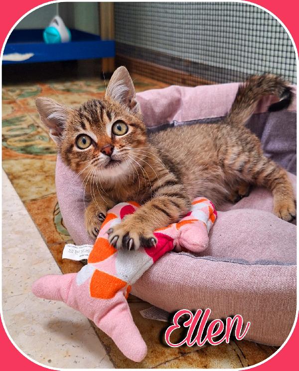 Ellen: Gattina Meccanica 