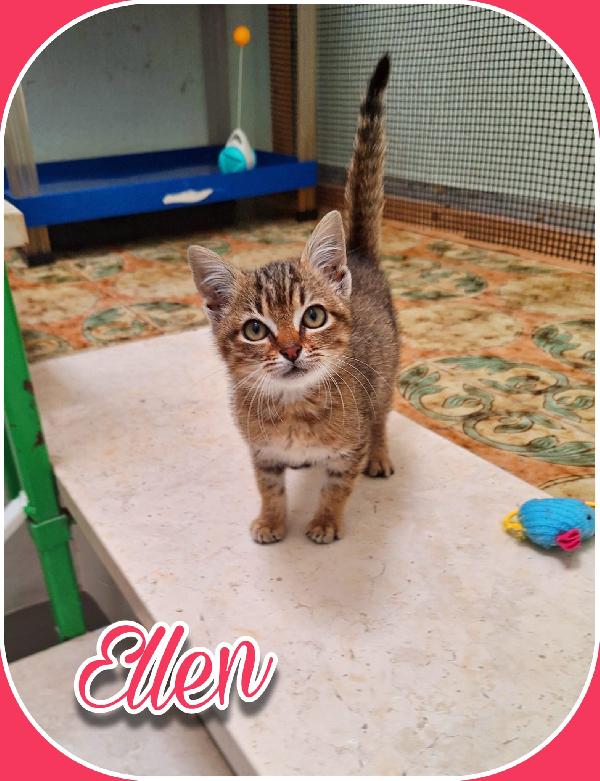 ELLEN: GATTINA MECCANICA  Foto 2