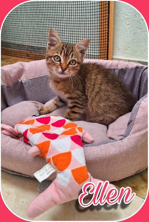 ELLEN: GATTINA MECCANICA  Foto 3