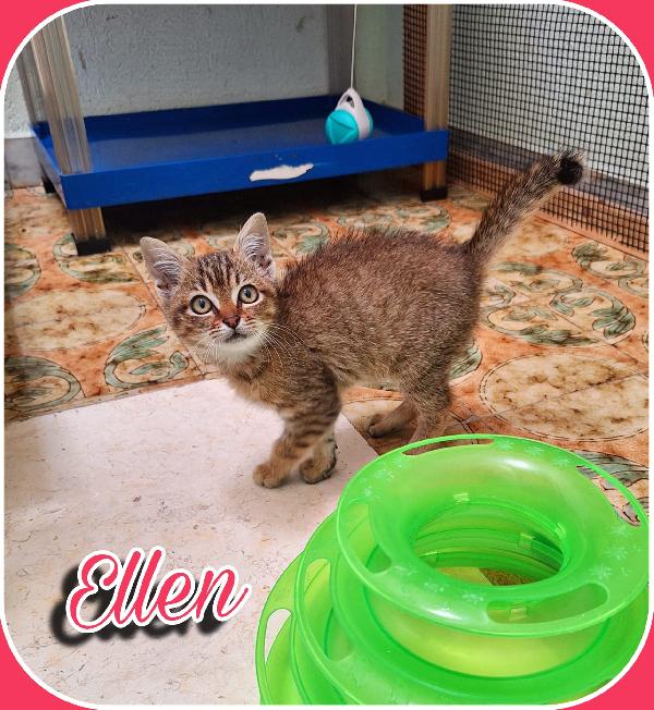 ELLEN: GATTINA MECCANICA  Foto 4