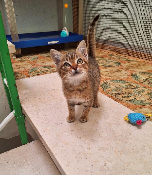 ELLEN: GATTINA MECCANICA  Foto 5