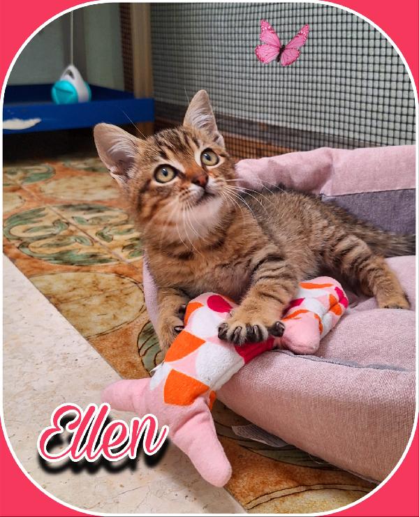 ELLEN: GATTINA MECCANICA  Foto 6