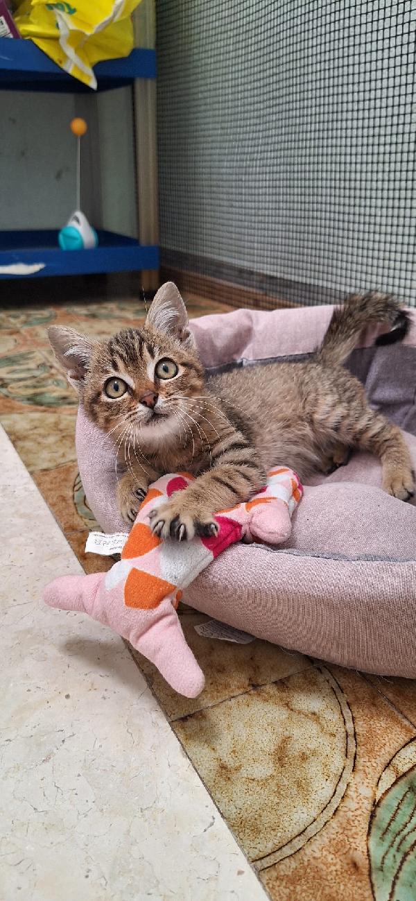 ELLEN: GATTINA MECCANICA  Foto 7