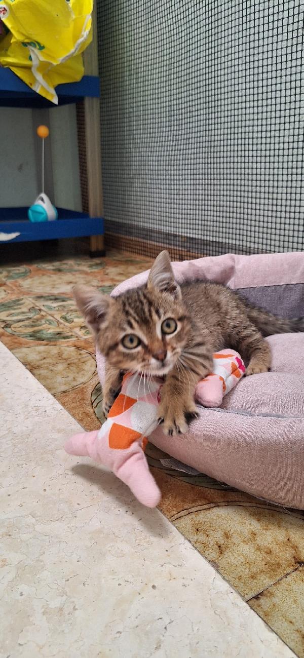 ELLEN: GATTINA MECCANICA  Foto 8