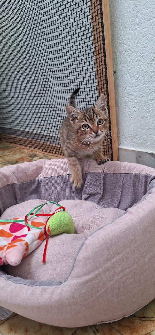 ELLEN: GATTINA MECCANICA  Foto 9