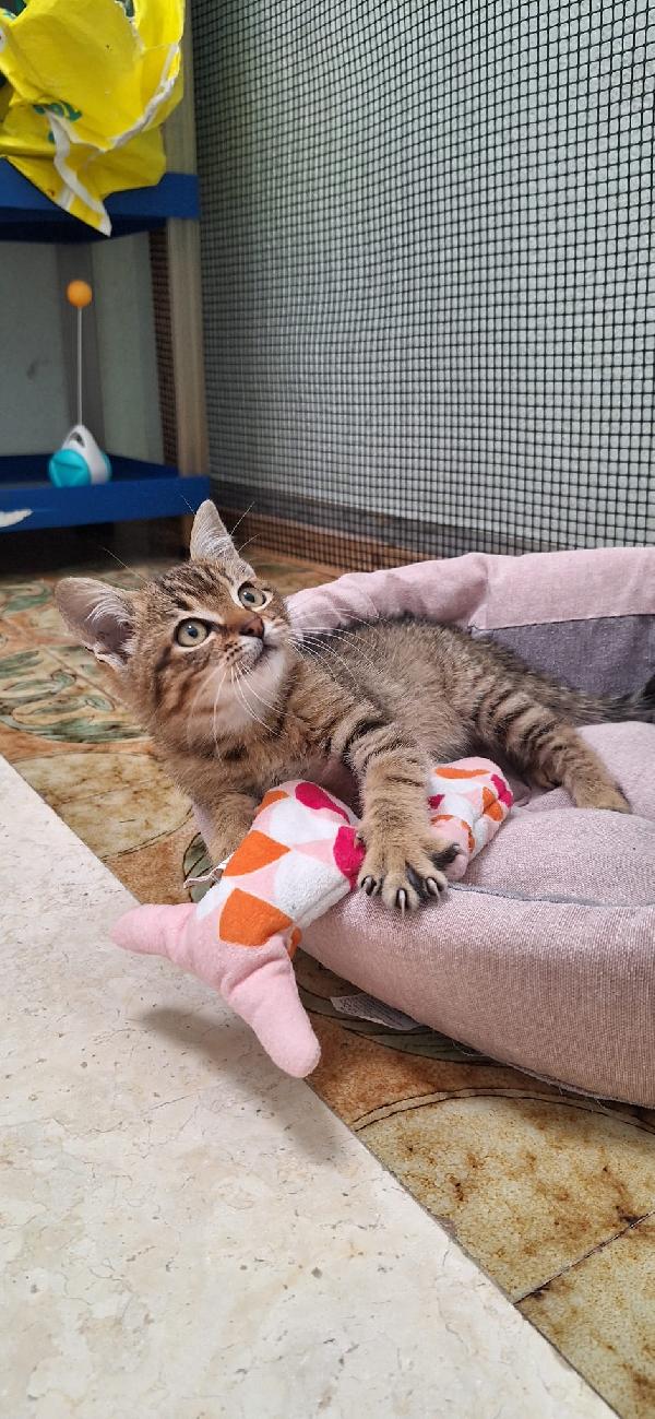 ELLEN: GATTINA MECCANICA  Foto 10