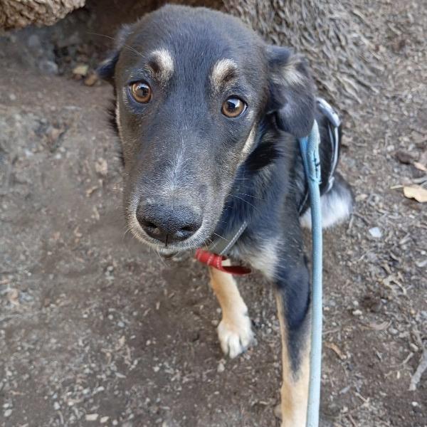 Freddy Dolce Cucciolo 5 Mesi Taglia Media 