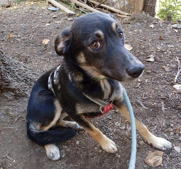 Freddy dolce cucciolo 5 mesi taglia media  Foto 2