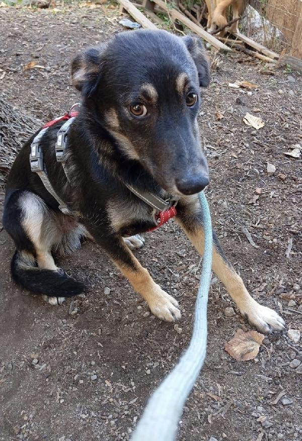 Freddy dolce cucciolo 5 mesi taglia media  Foto 3