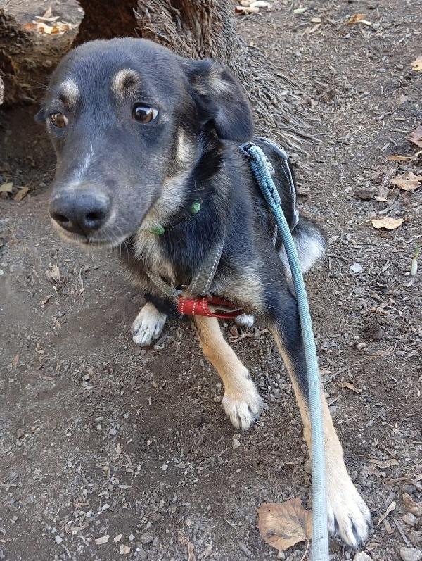 Freddy dolce cucciolo 5 mesi taglia media  Foto 4