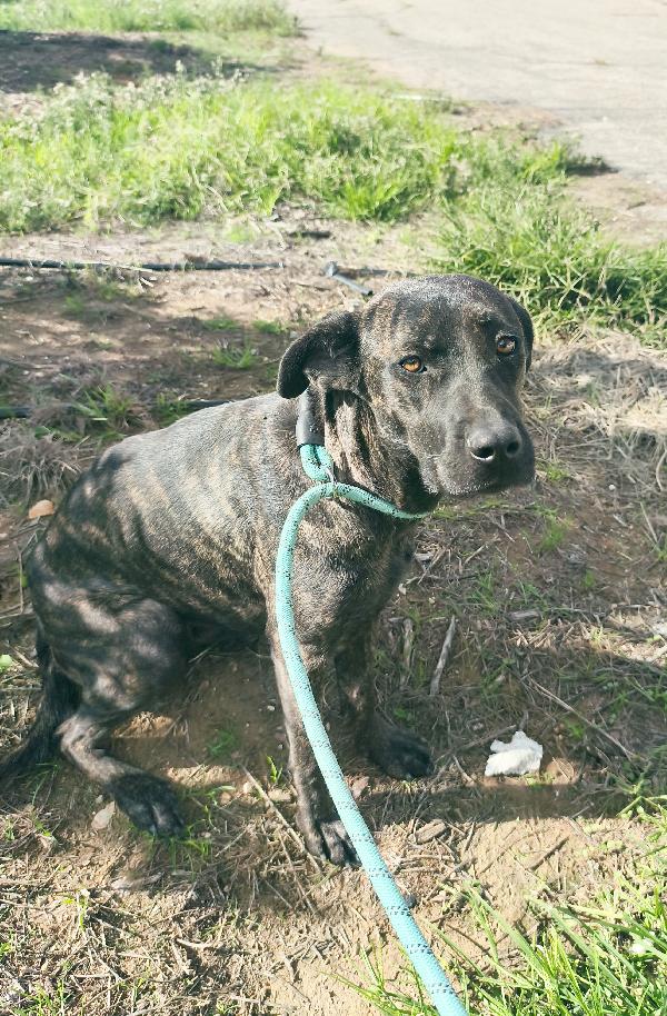 Gaia simil corso tigrato in adozione cerca casa Foto 4