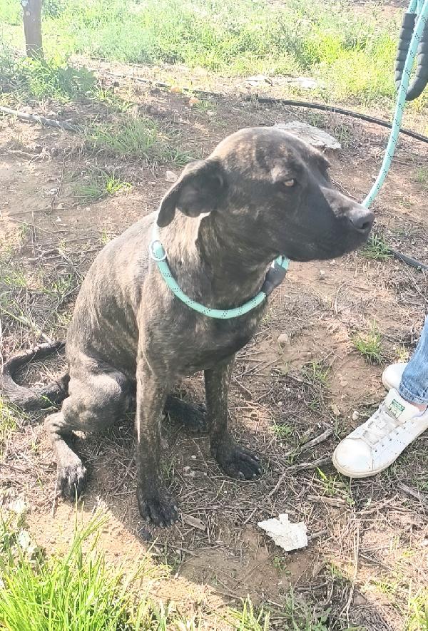 Gaia simil corso tigrato in adozione cerca casa Foto 5