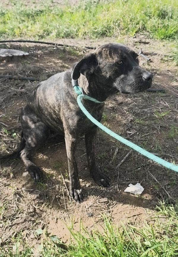 Gaia simil corso tigrato in adozione cerca casa Foto 6