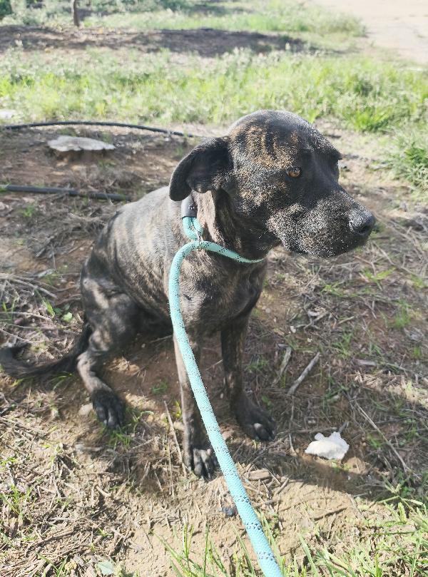 Gaia simil corso tigrato in adozione cerca casa Foto 7