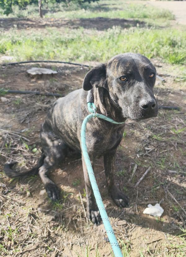 Gaia simil corso tigrato in adozione cerca casa Foto 8