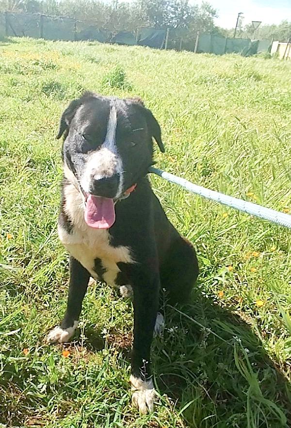 Oscar dolcissimo cucciolone in adozione  Foto 2