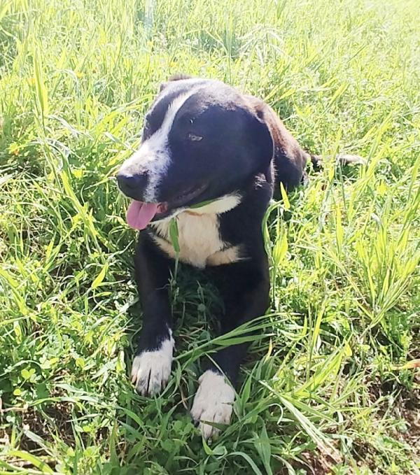 Oscar dolcissimo cucciolone in adozione  Foto 3