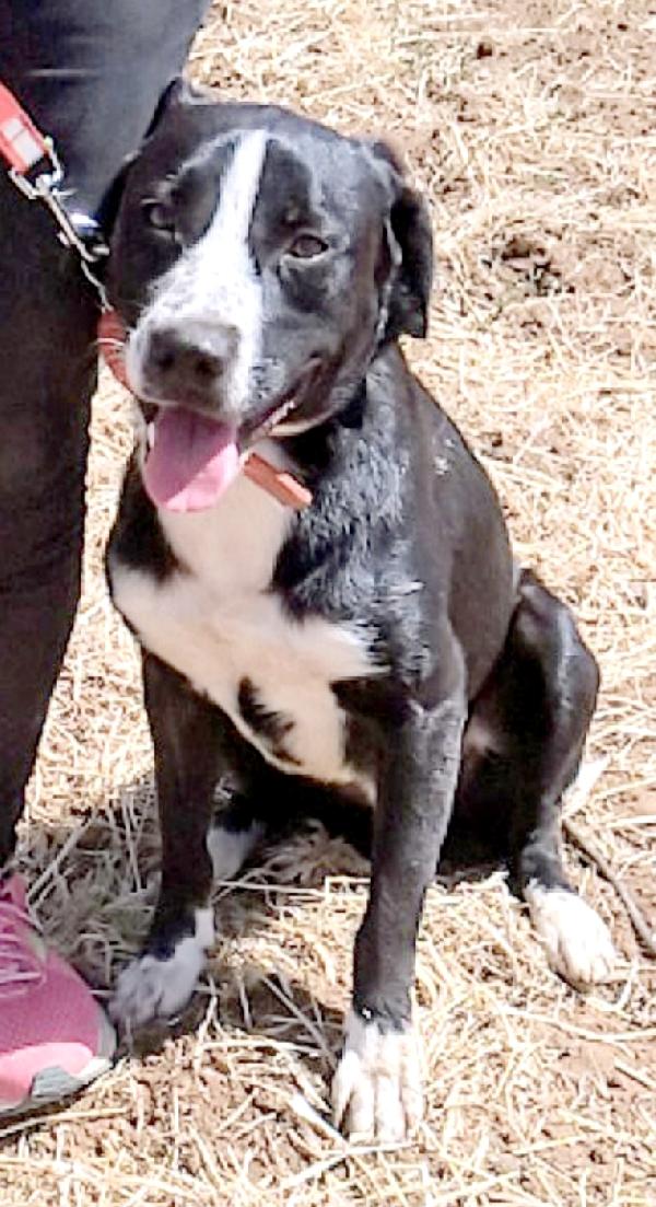 Oscar dolcissimo cucciolone in adozione  Foto 9