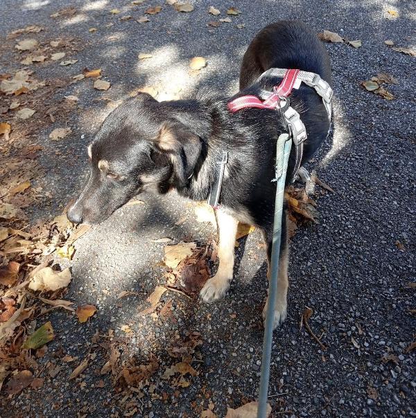 Splendido cucciolo di 5 mesi aspetta una famiglia tutta sua  Foto 5