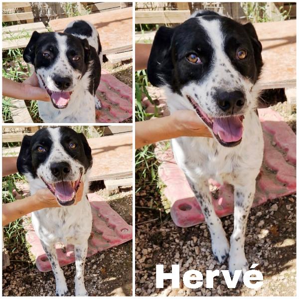 Mi Chiamo Hervé E Sono Un Mix Breton In Adozione 