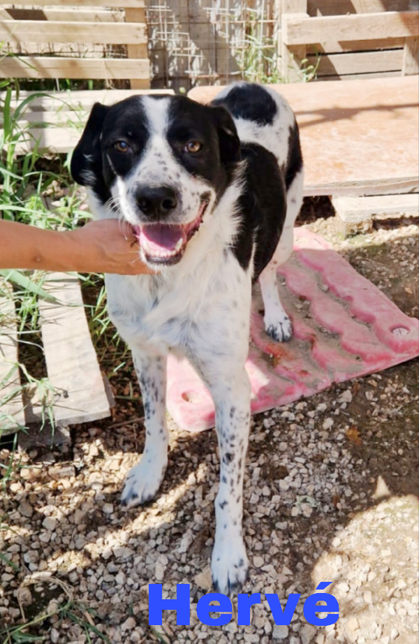 Mi chiamo Hervé e sono un mix breton in adozione  Foto 2