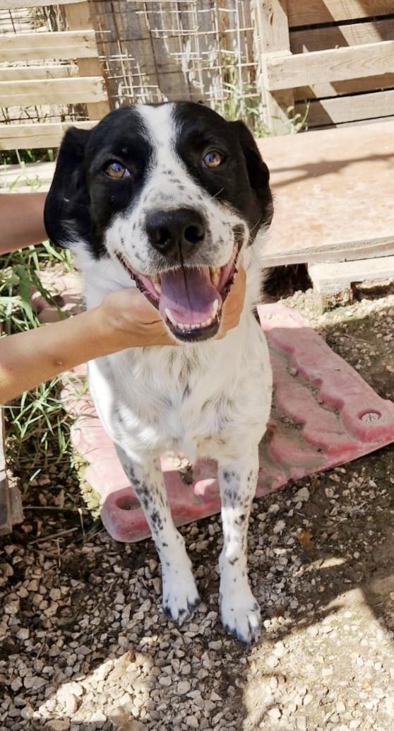 Mi chiamo Hervé e sono un mix breton in adozione  Foto 5