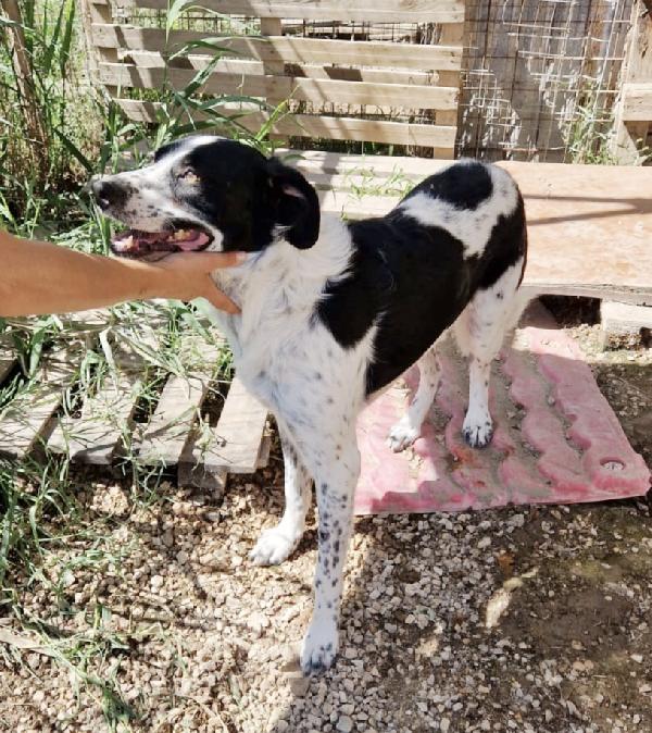 Mi chiamo Hervé e sono un mix breton in adozione  Foto 6