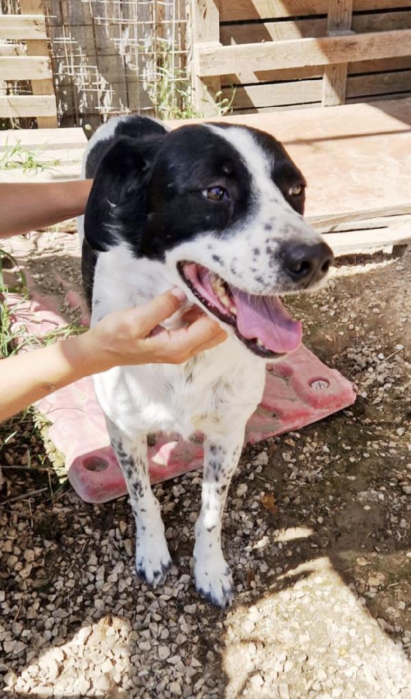 Mi chiamo Hervé e sono un mix breton in adozione  Foto 9